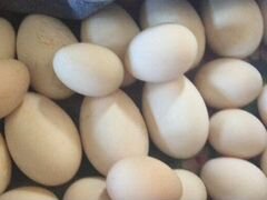 Инкубационное Яйцо гусей
