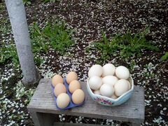 Куриные яйца, домашние