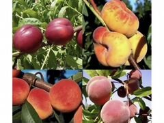 Продам персики и нектарины