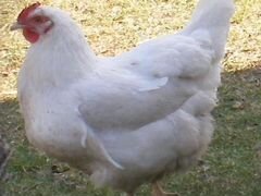 Курица белая яйценосная