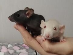 Ручные крысы