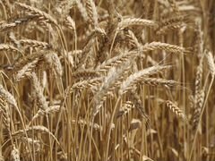 Продам пшеницу(70т)