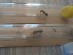 Муравьи Camponotus Herculeanus