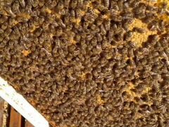 Пчелопакеты, пчелосемьи Карник