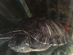 Красноухие черепахи торг