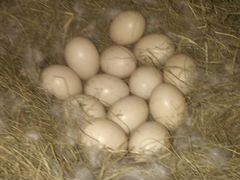 Яйцо мускусной утки (индоутки) для высиживания