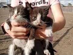 2 котёнка девочка и мальчик