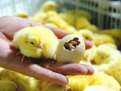 Инкубационное яйцо росс 308