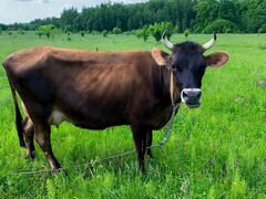 Корова порода Швицкая