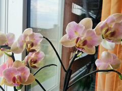 Орхидея Джена бабочка
