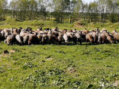 Алтайские овцы И бараны