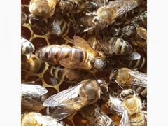 Пчелосемьи Карника