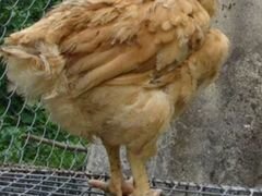 Подрощенные цыплята Французской бролерной голошейк