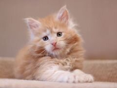 Мейн-кун котик красно серебристо мраморный