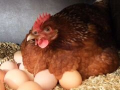 Куры-несушки, петухи, яйца и свежее мясо курицы