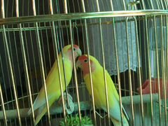 2 попугая неразлучники Фишеры