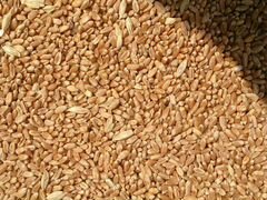 Пшеница озимая урожай 2020 г