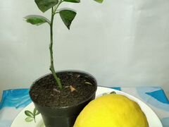 Лимон пандероза