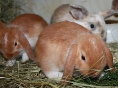 Крольчата вислоухие карликовые с Рекс геном