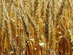 Ячмень и пшеница в мешках