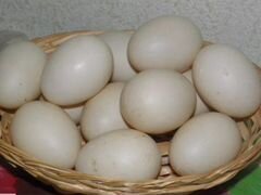 Яйцо белой индоутки