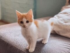 Яркий котенок Сема, 3,5 месяца