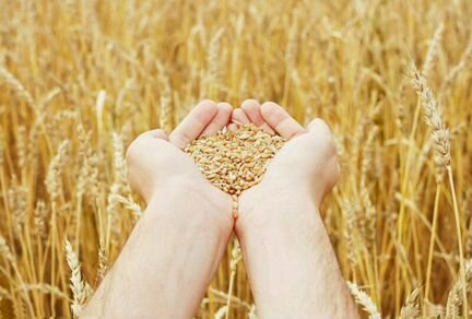 Зерно пшеница, ячмень, овес