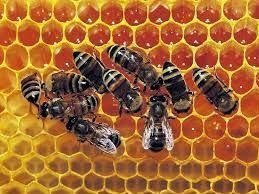 Пчелы,пчелопакеты