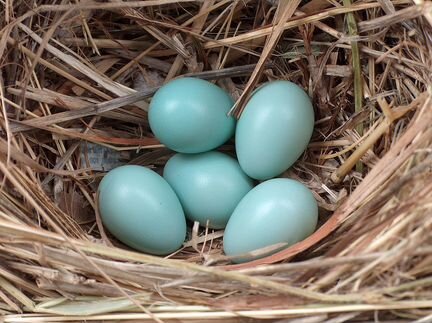 Инкубационные яйца Амераукана (птенцы под заказ)