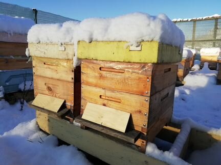Пчёлы семьи современные технологии на 145 рамку