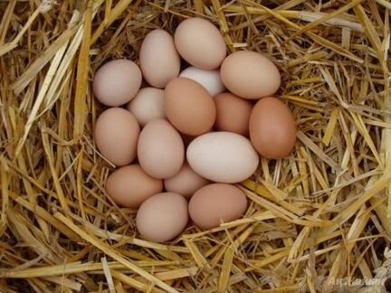 Яйцо куриное на инкубацию