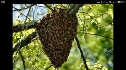 Сниму рой пчёл