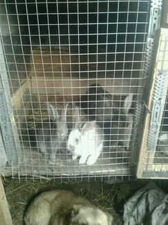 Молодые кролики и две взрослых крольчихи