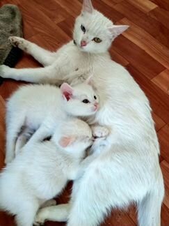 Чисто белые котята (коты)