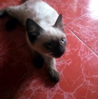 Тайский котенок