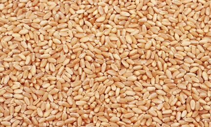 Пшеница (семена 