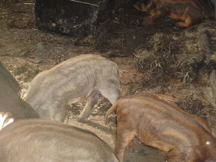 Венгерская мангалица-поросята,племенныехряк,свинка