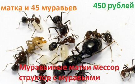 Messor structor(муравей-жнец) муравьиные матки