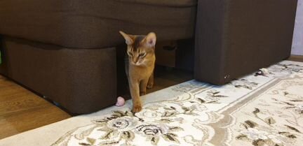 Вязка абиссинской кошки за котенка