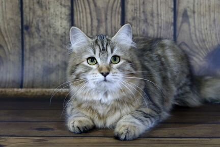 Сибирский котенок - девочка с золотым окрасом
