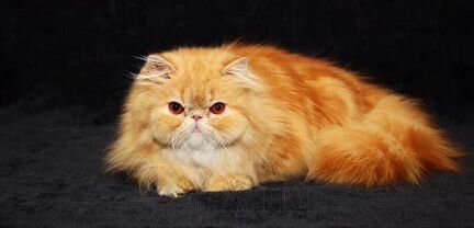 Персидский красный мраморный кот