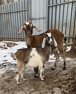 Нубийско/заанинская коза