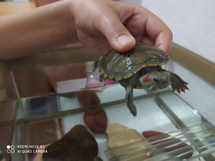 Черепахи красноухие+аквариум