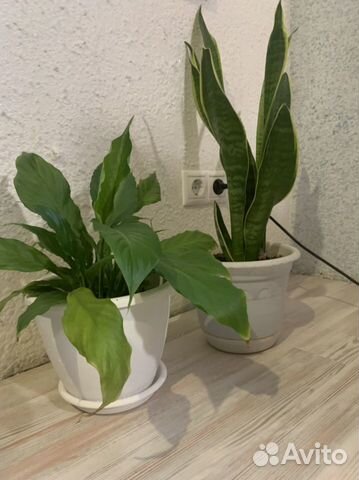 Спатифиллум