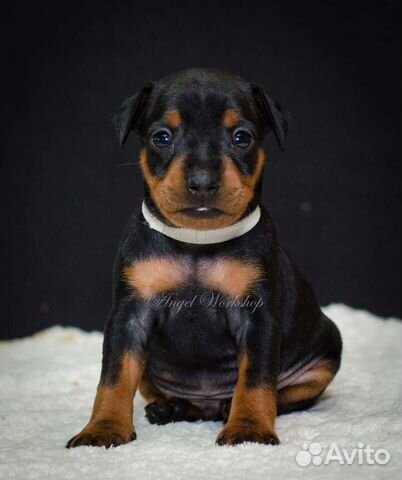 Цвергпинчер