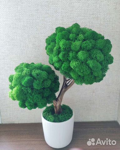 Топиарий живое дерево из стабилизированного мха