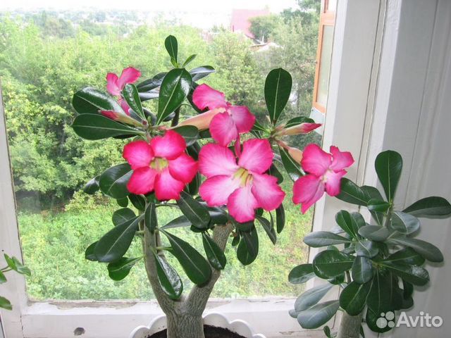 Семена Адениума