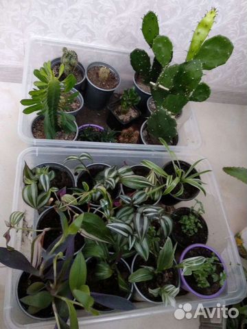 Много комнатных растений