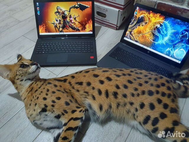 Современный ноутбук с Гарантией 2021 года