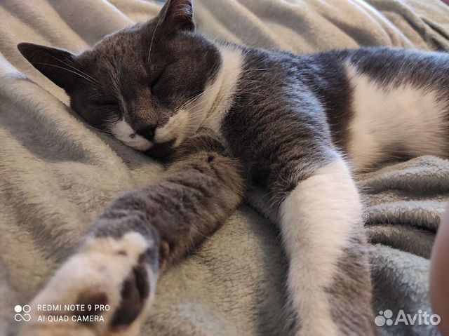 Кот для гармонии в доме